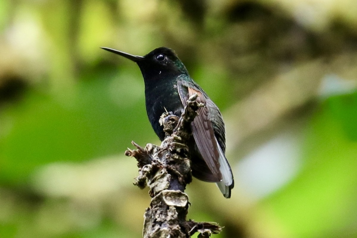 Black-bellied Hummingbird - ML449469831