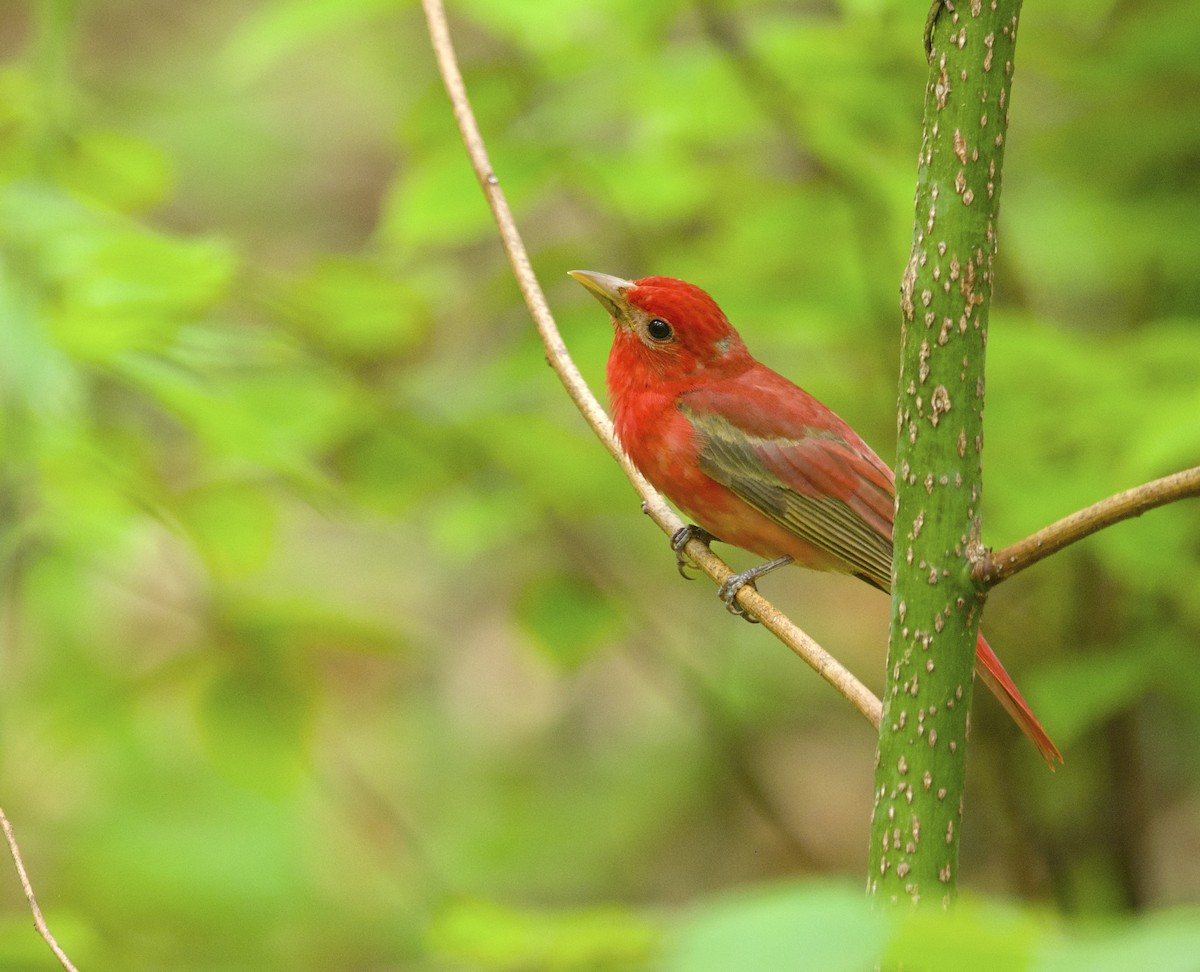 Summer/Scarlet Tanager - Ted O'Reilly