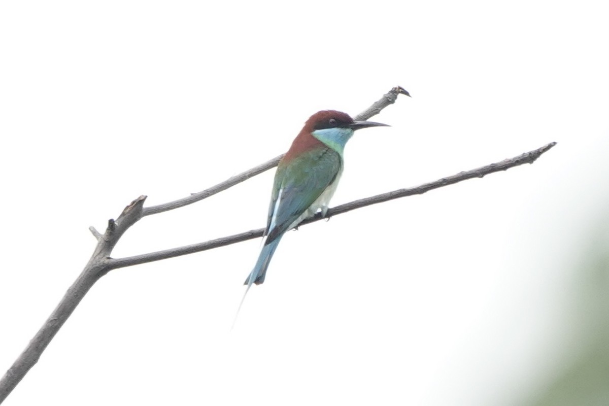 Blue-throated Bee-eater - ML449473911