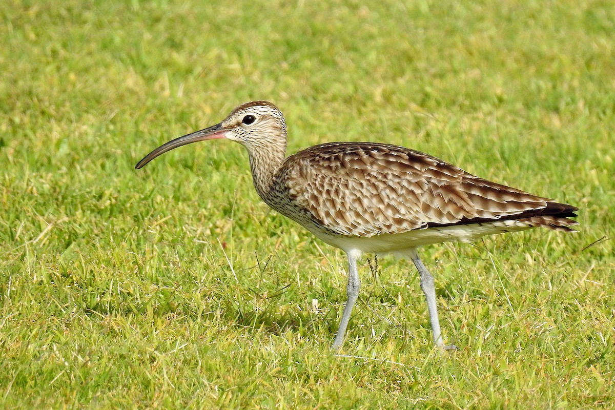 Whimbrel - Jeff Curnick