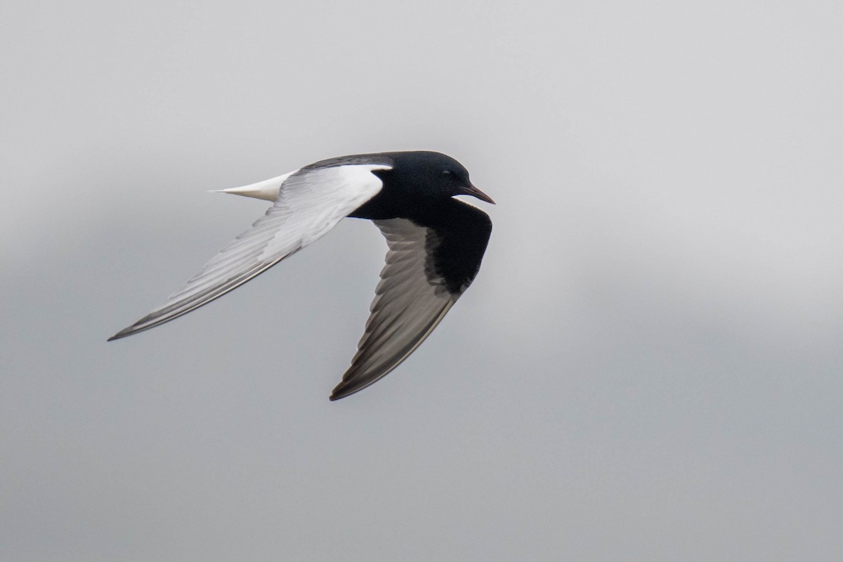 White-winged Tern - ML449476491
