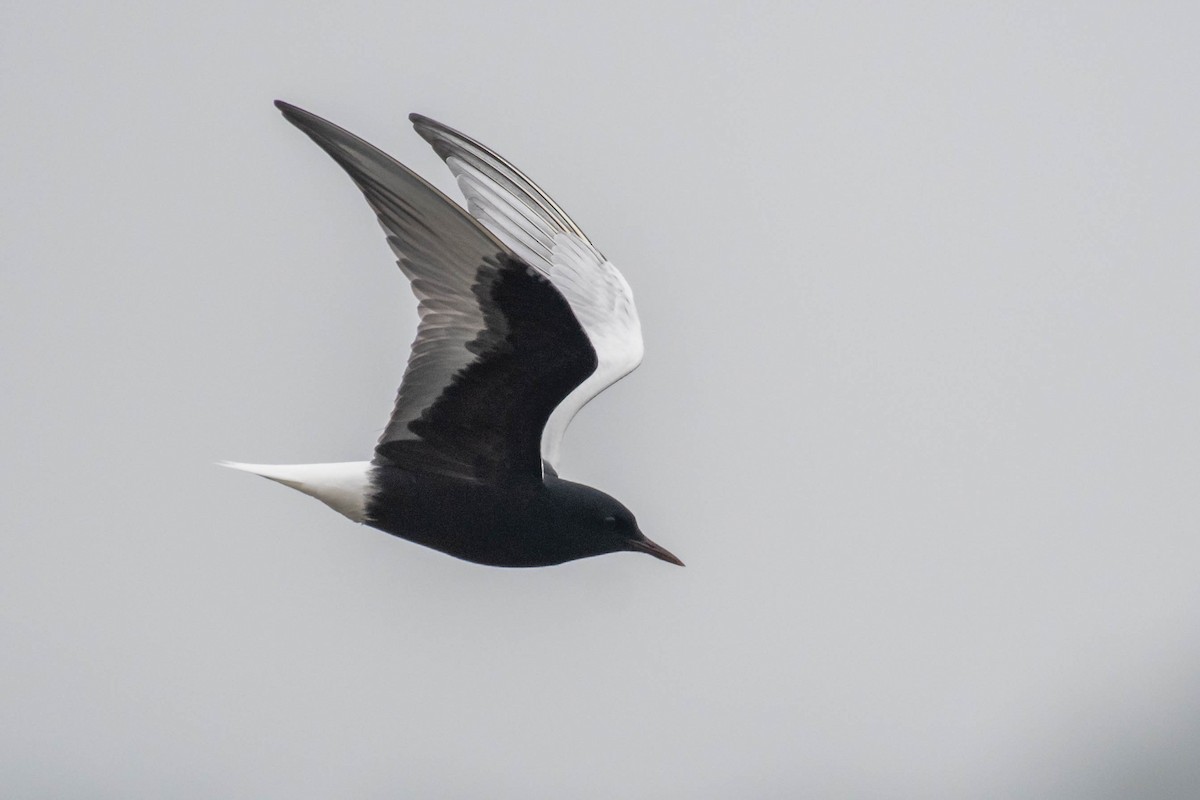 White-winged Tern - ML449480131