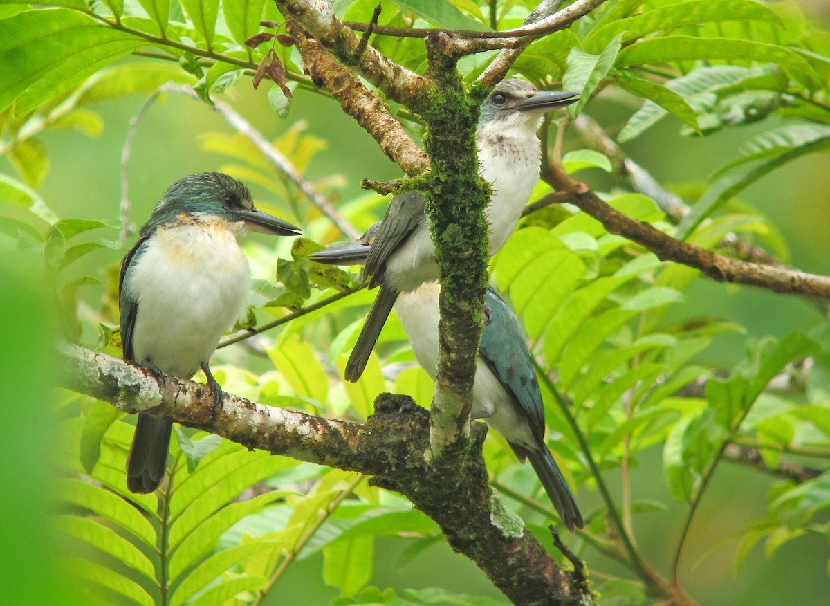 Society Kingfisher (Tahiti) - ML449483761