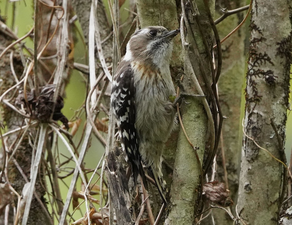 Japanese Pygmy Woodpecker - ML449487441