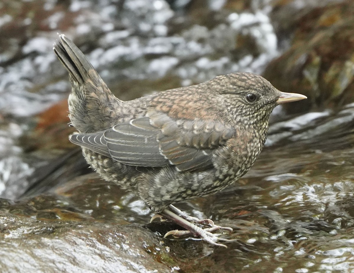 Brown Dipper - Anonymous