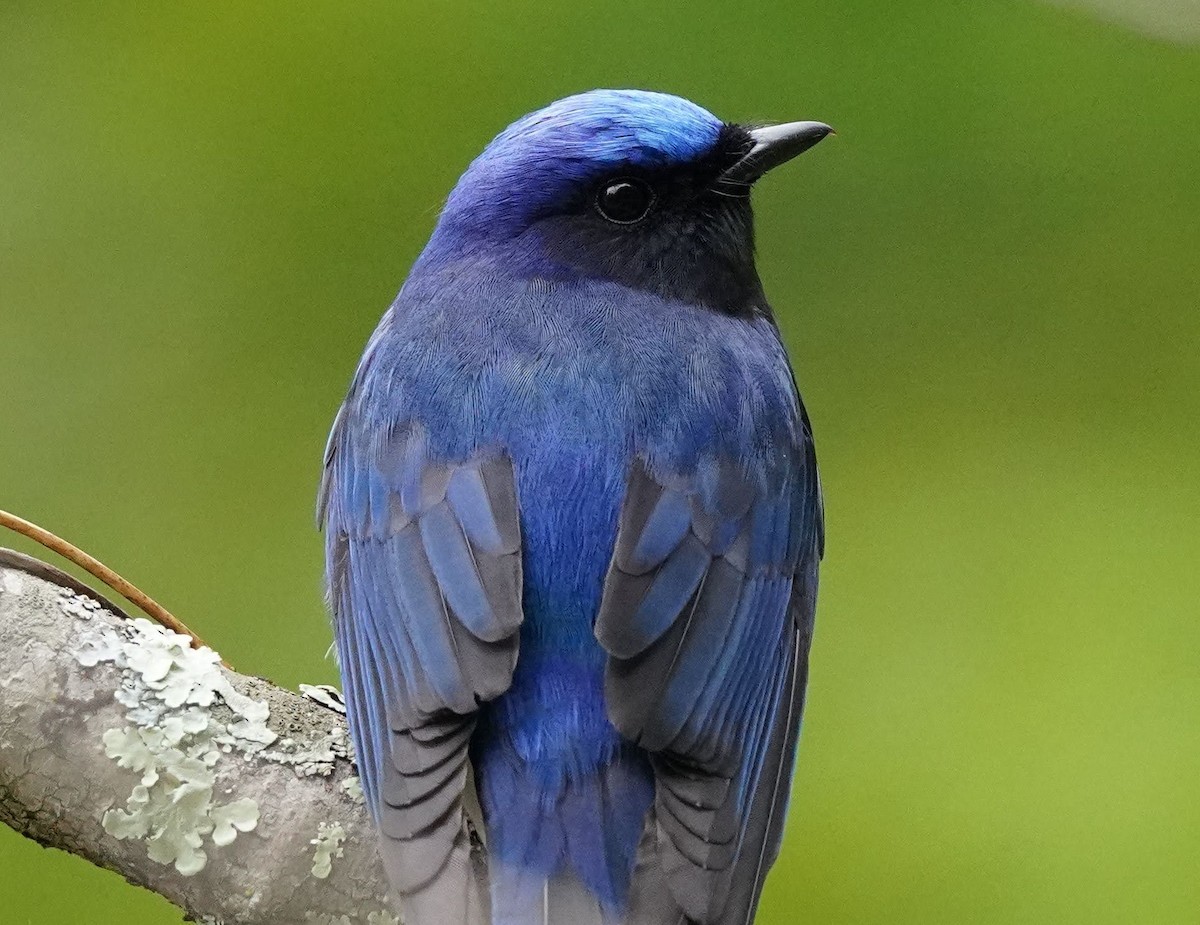 Blue-and-white Flycatcher - ML449487791