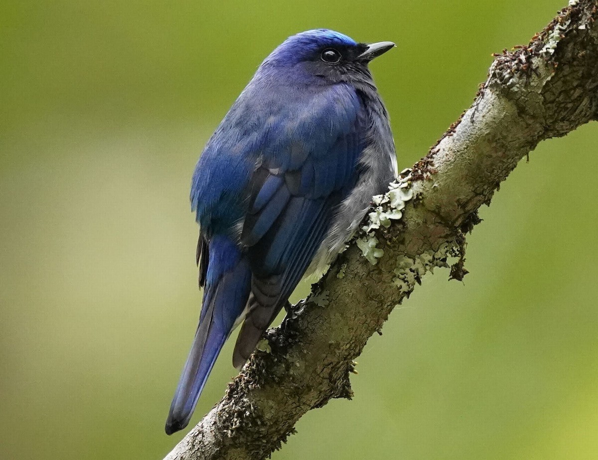 Blue-and-white Flycatcher - ML449487911