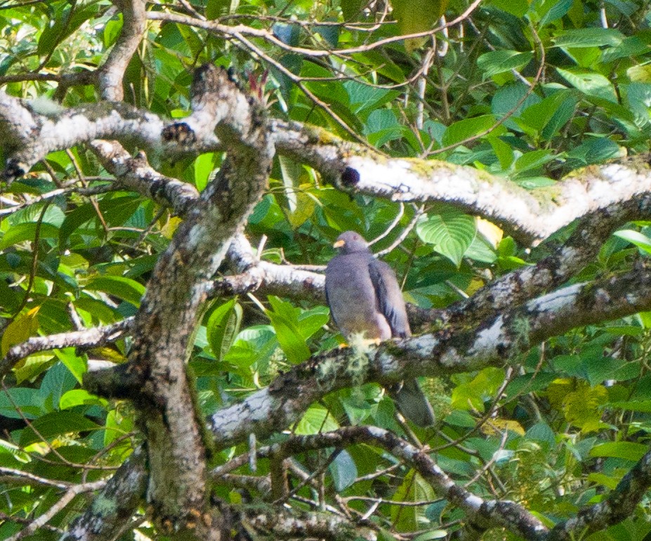 Band-tailed Pigeon - Teylor Redondo