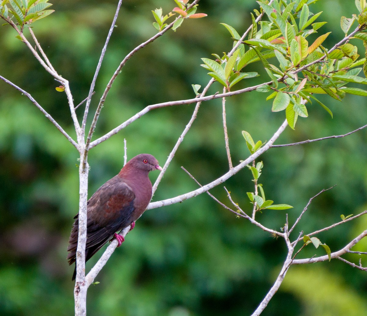 Red-billed Pigeon - Teylor Redondo