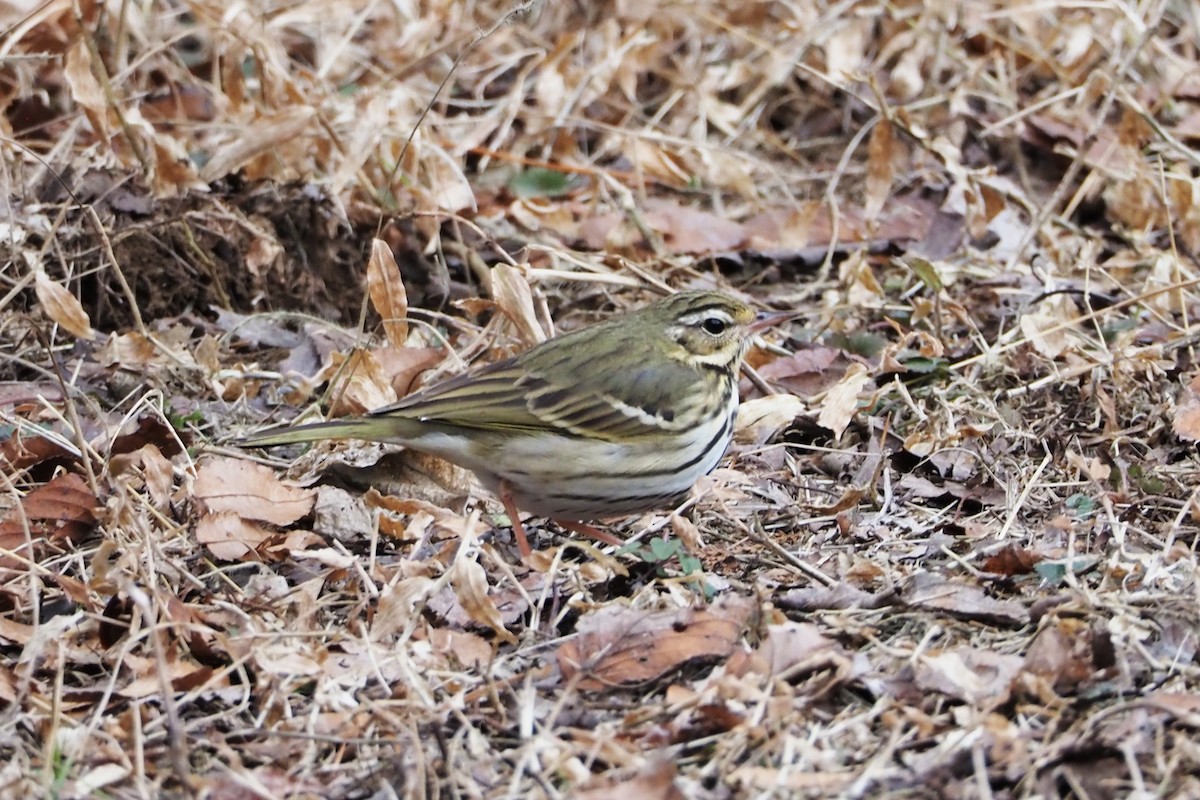 Olive-backed Pipit - ML449490491