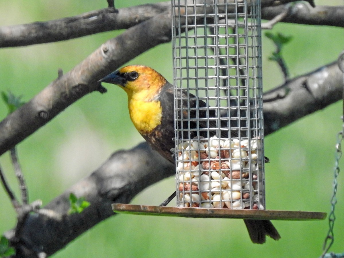 Yellow-headed Blackbird - ML449494811