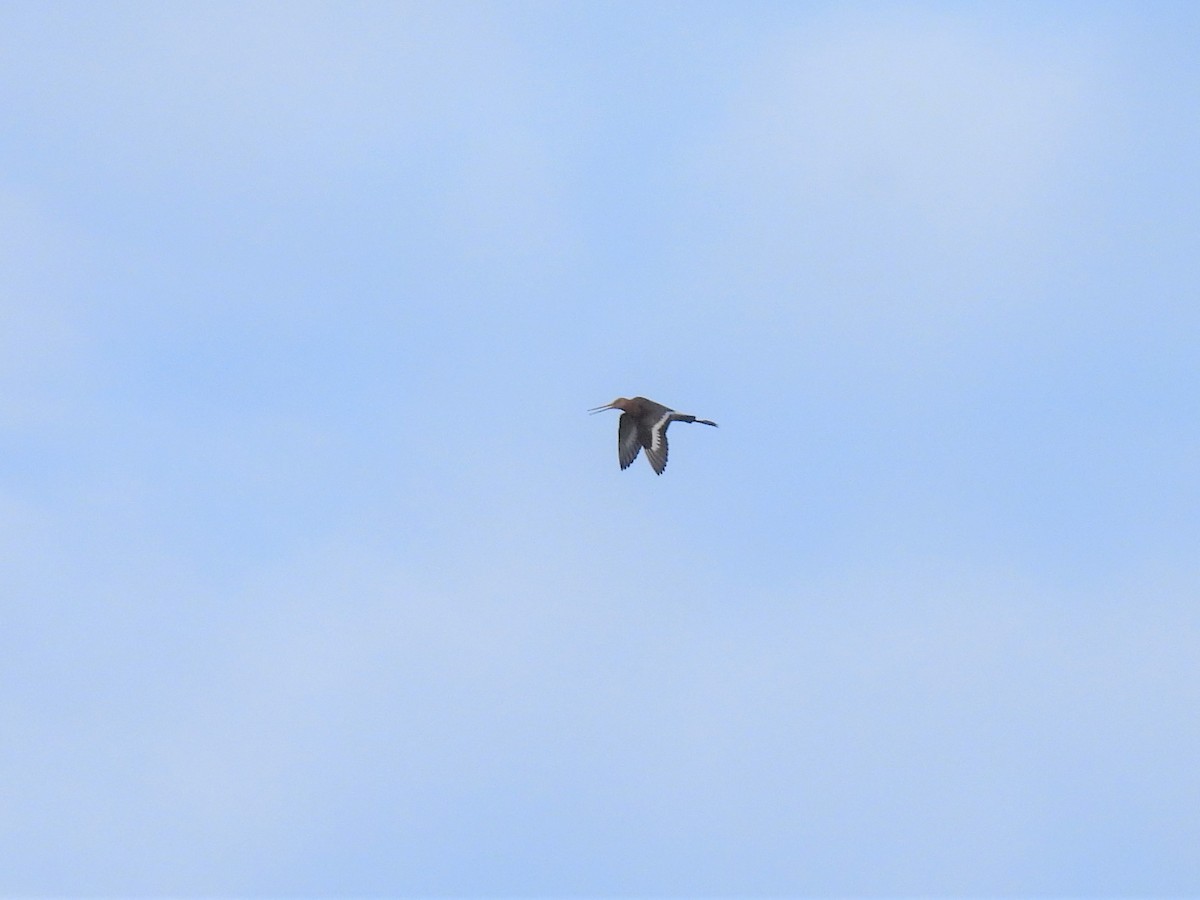 Black-tailed Godwit (limosa) - ML449495101