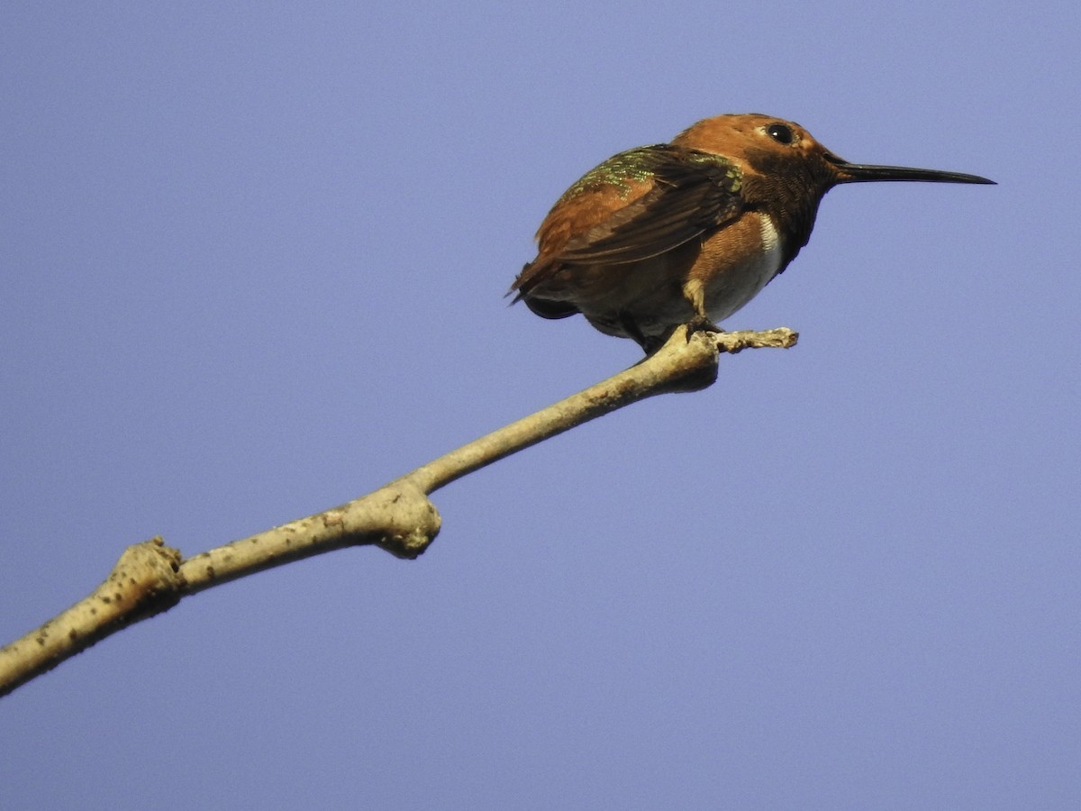 Allen's Hummingbird - Astrid Taen