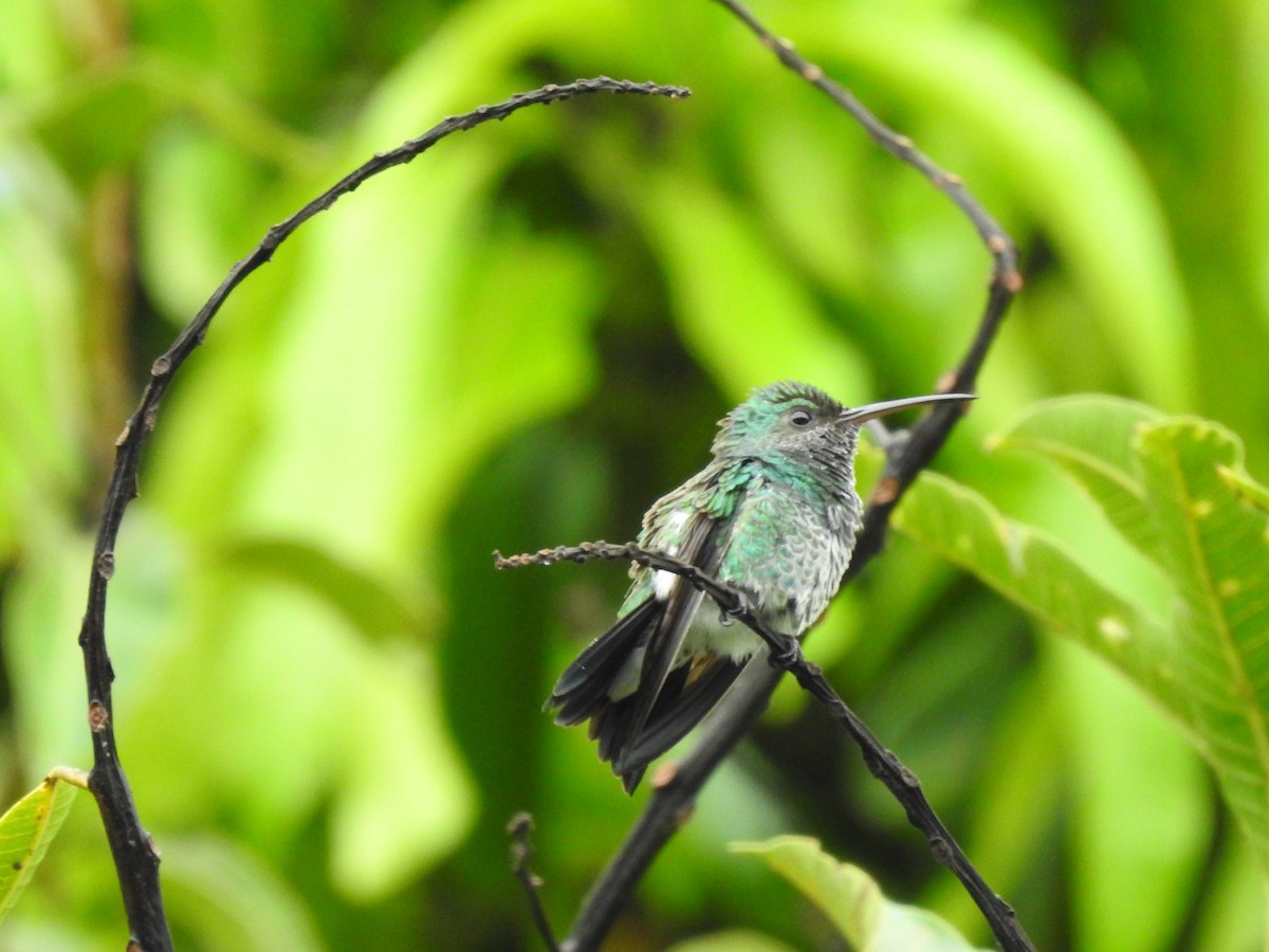 kolibřík zářivý - ML449496431