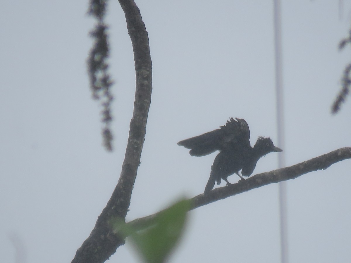 Амазонская зонтичная птица - ML449505591