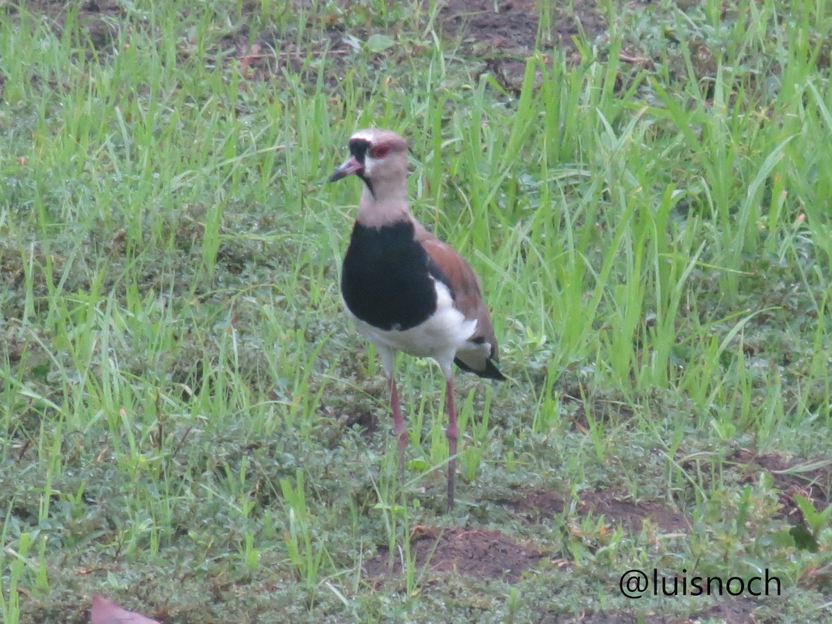 Southern Lapwing - Luis Noche