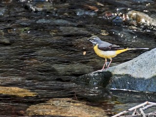 นกเพศเมียชุดขนฤดูผสมพันธุ์ - Pattaraporn Vangtal - ML44950641
