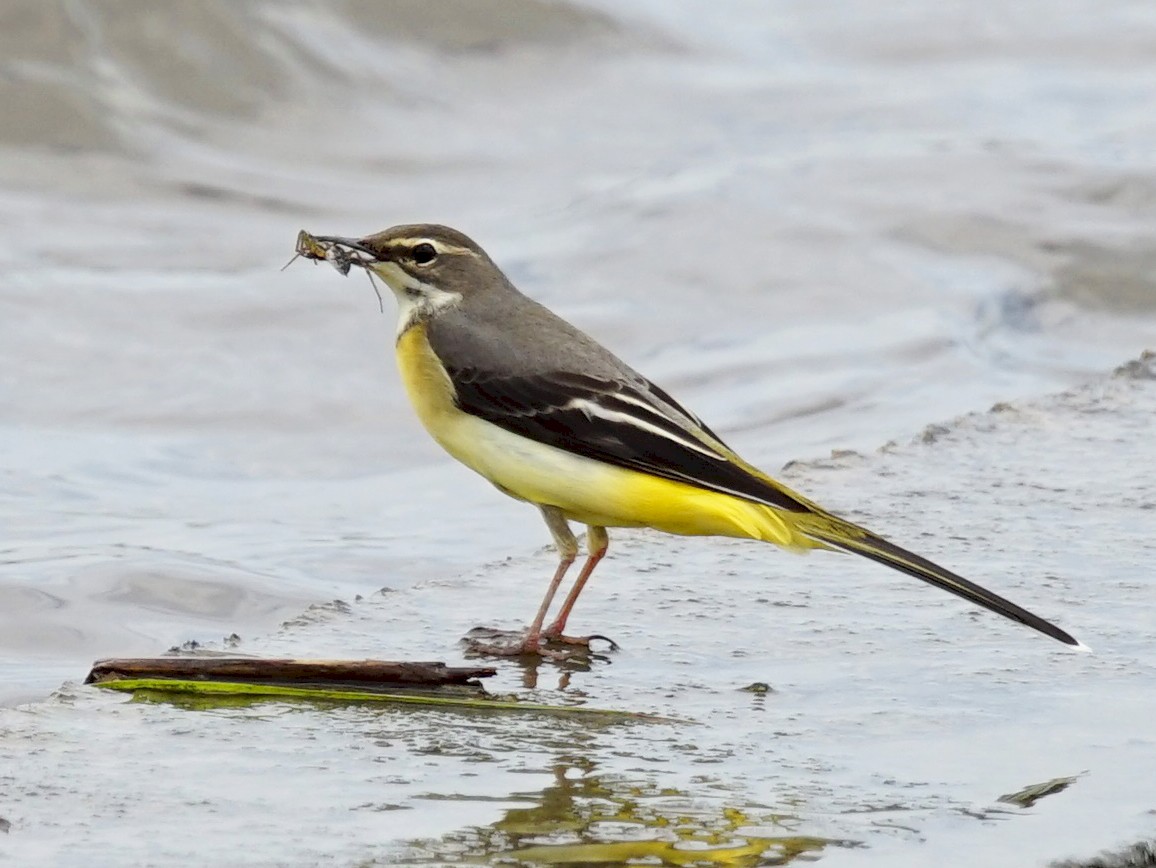 Gray Wagtail - JingZu Tu