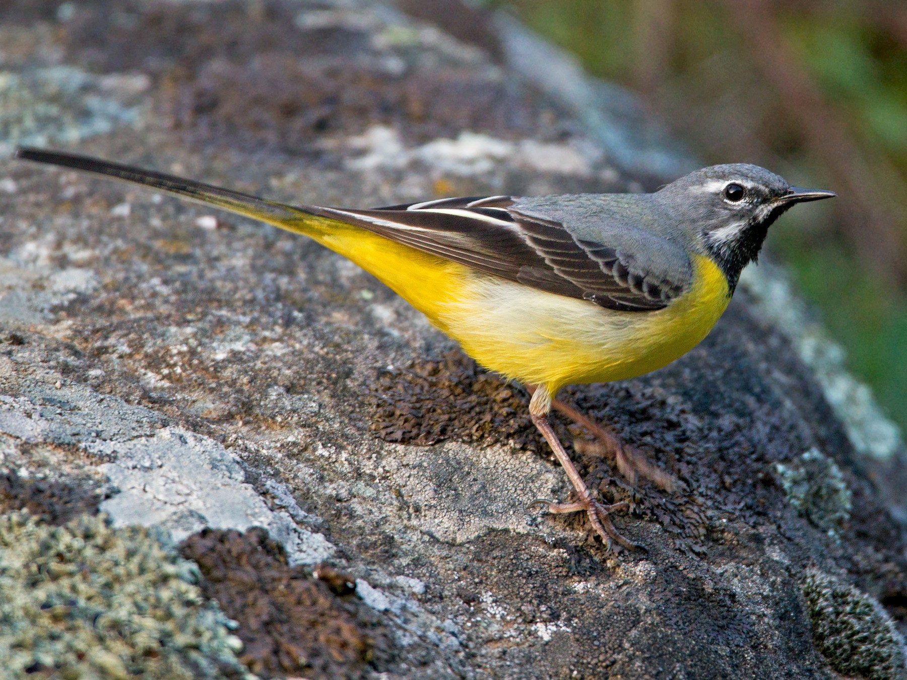 grey wagtail