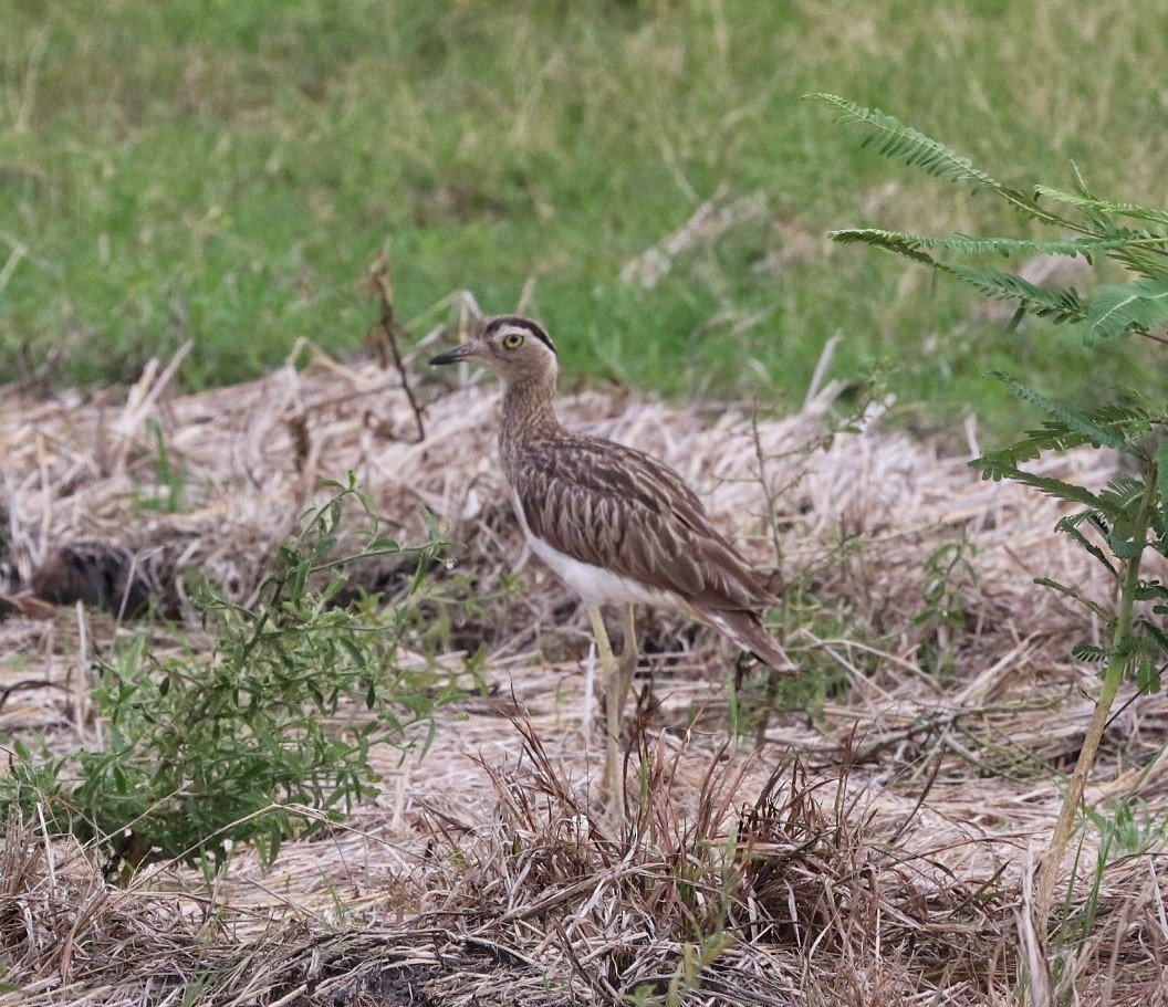 Double-striped Thick-knee - ML449516221