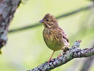 Weibchen / Immature - Jurijs Silinevics - ML44951631