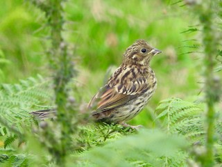 キアオジ - eBird
