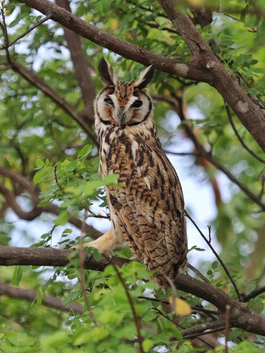 Striped Owl - ML449517421