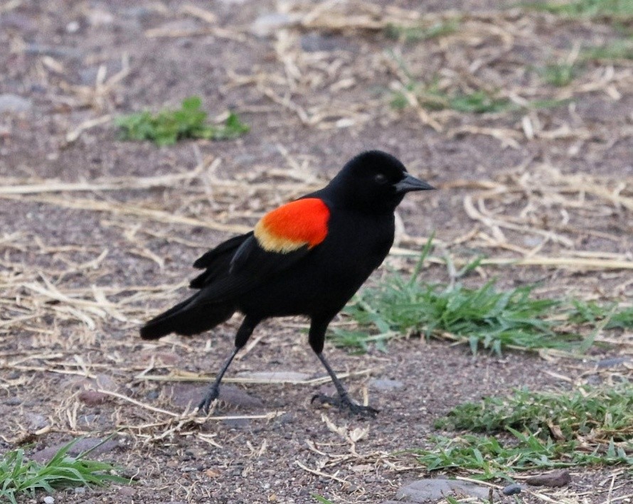 Red-winged Blackbird - ML449517841