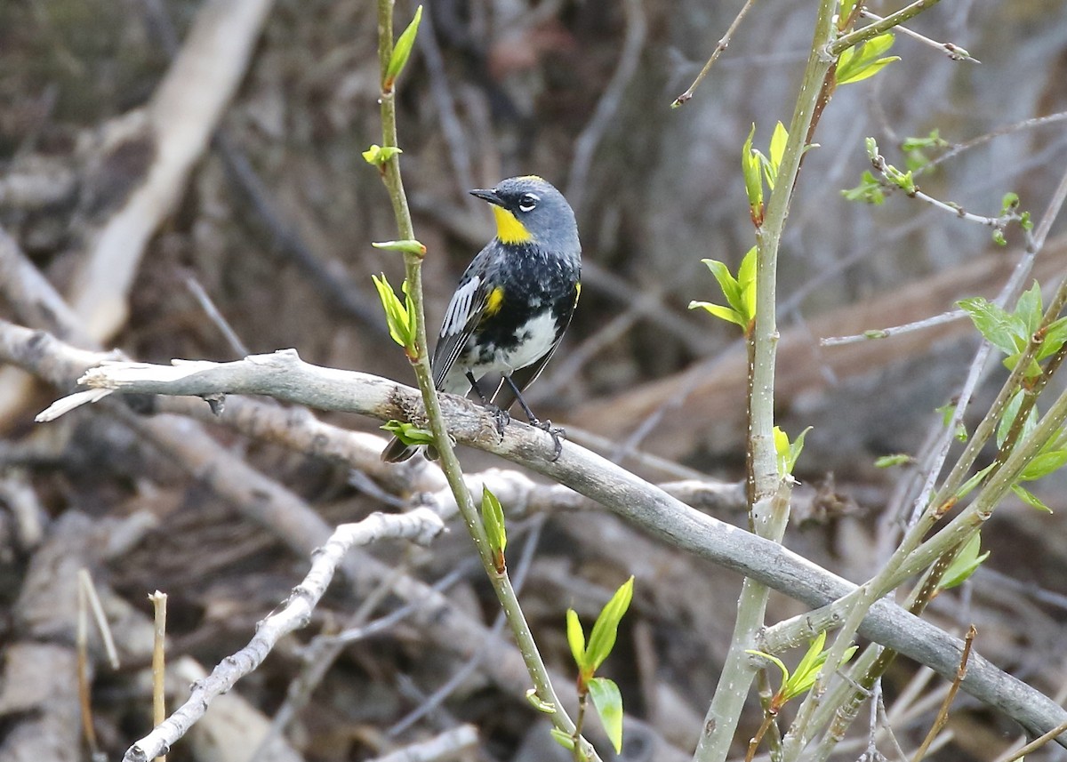 Yellow-rumped Warbler (Audubon's) - ML449518221