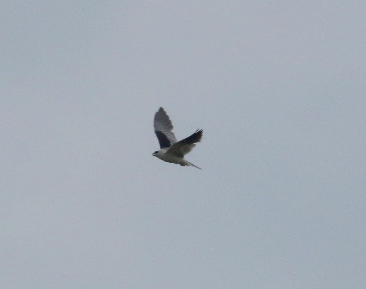 White-tailed Kite - ML449518771