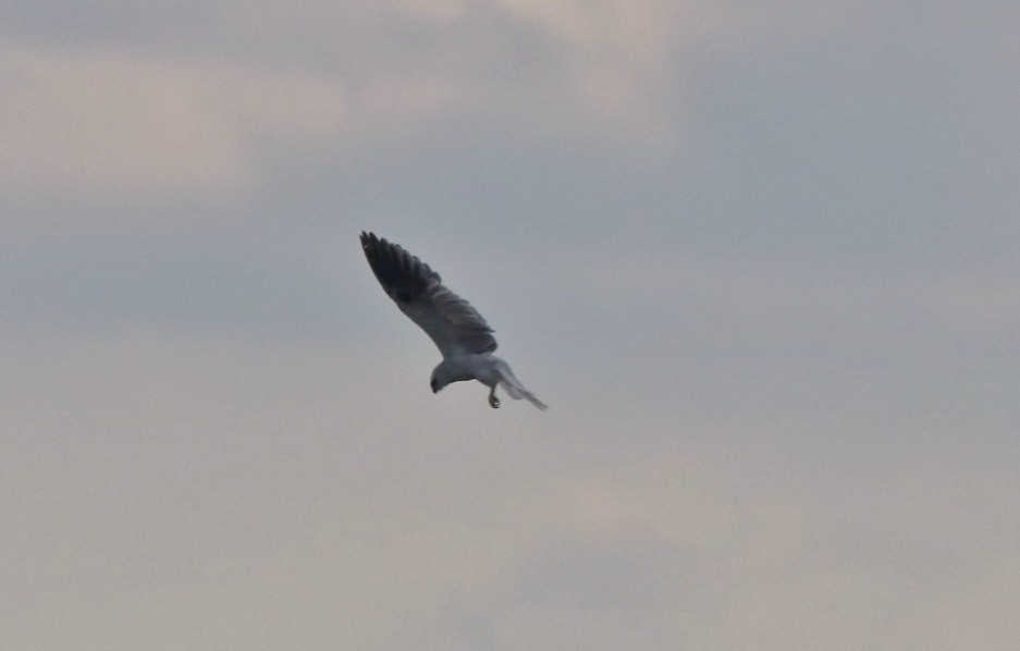 White-tailed Kite - ML449518781