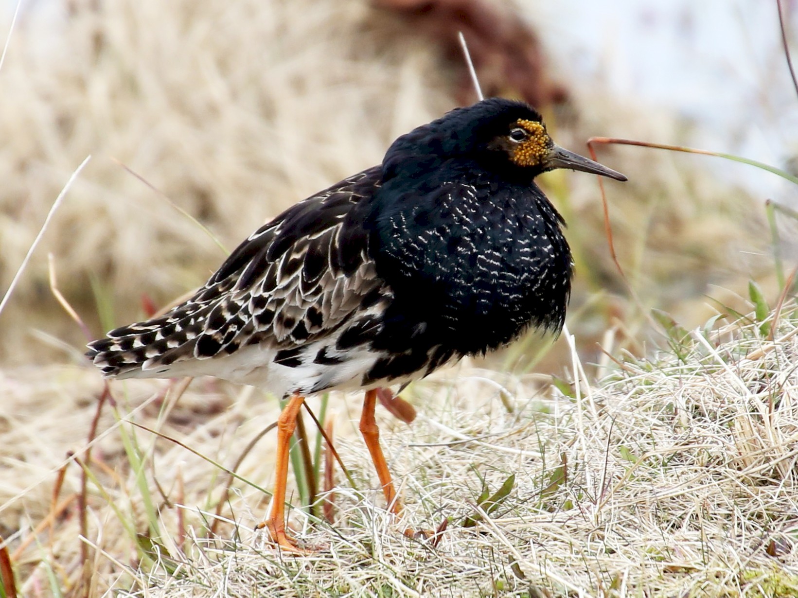 Ruff - eBird