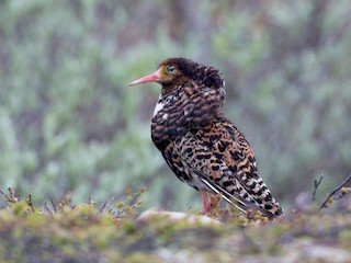 นกเพศผู้ชุดขนฤดูผสมพันธุ์ - Ian Davies - ML44952491