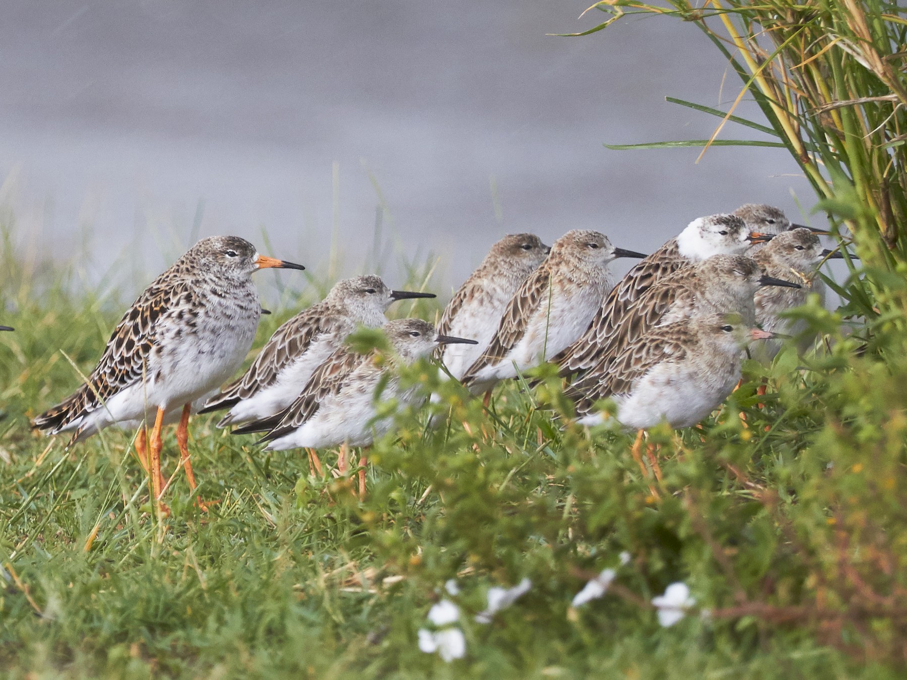 Playero Combatiente eBird Colombia