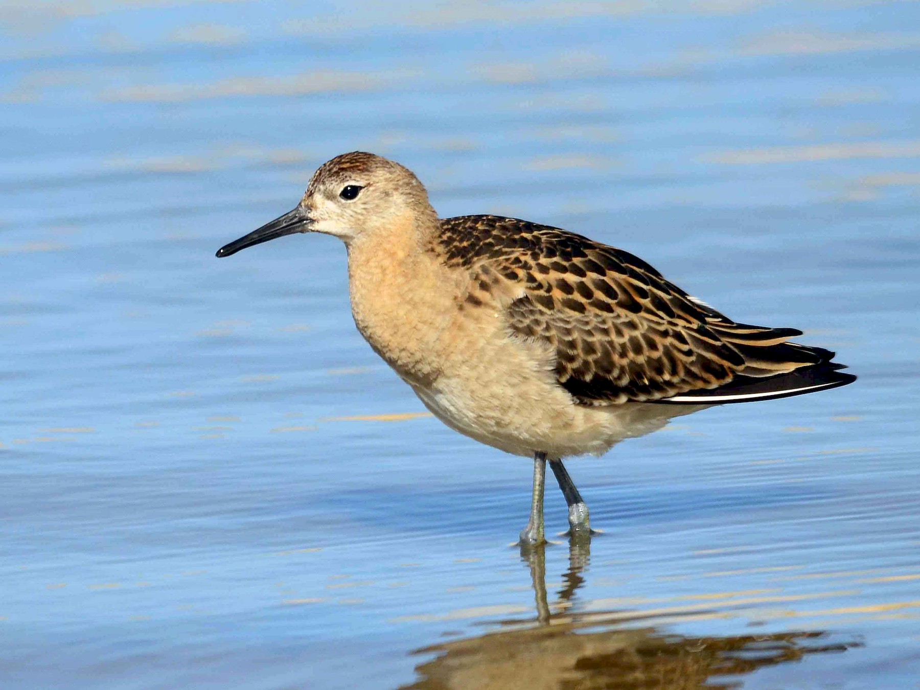 Ruff - eBird