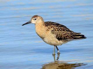 Juvenile - José Frade - ML44952521