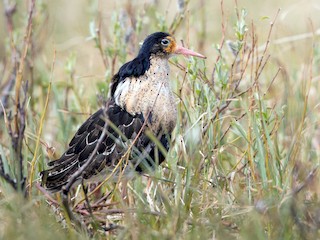 นกเพศผู้ชุดขนฤดูผสมพันธุ์ - Ian Davies - ML44952561