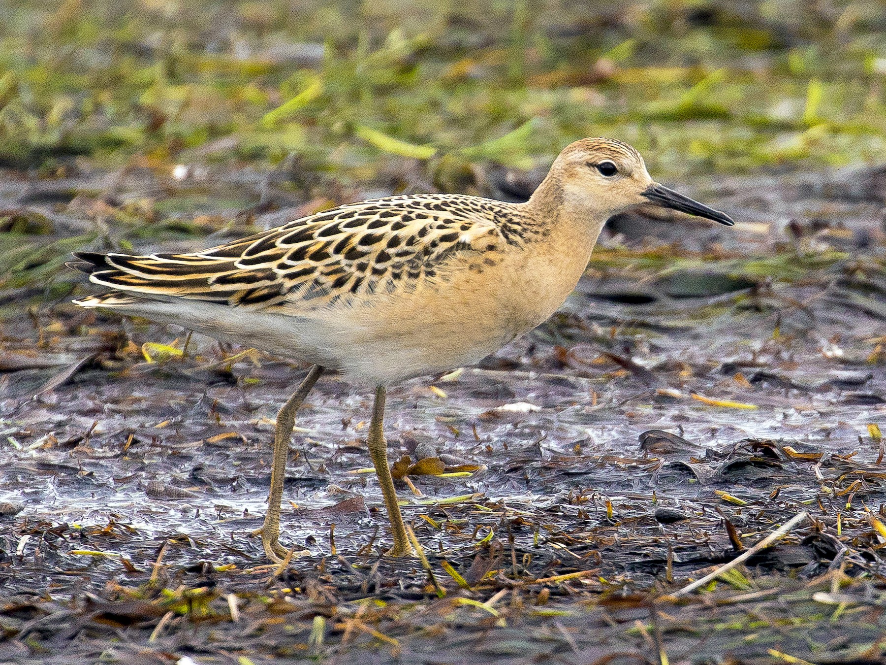 Ruff - eBird