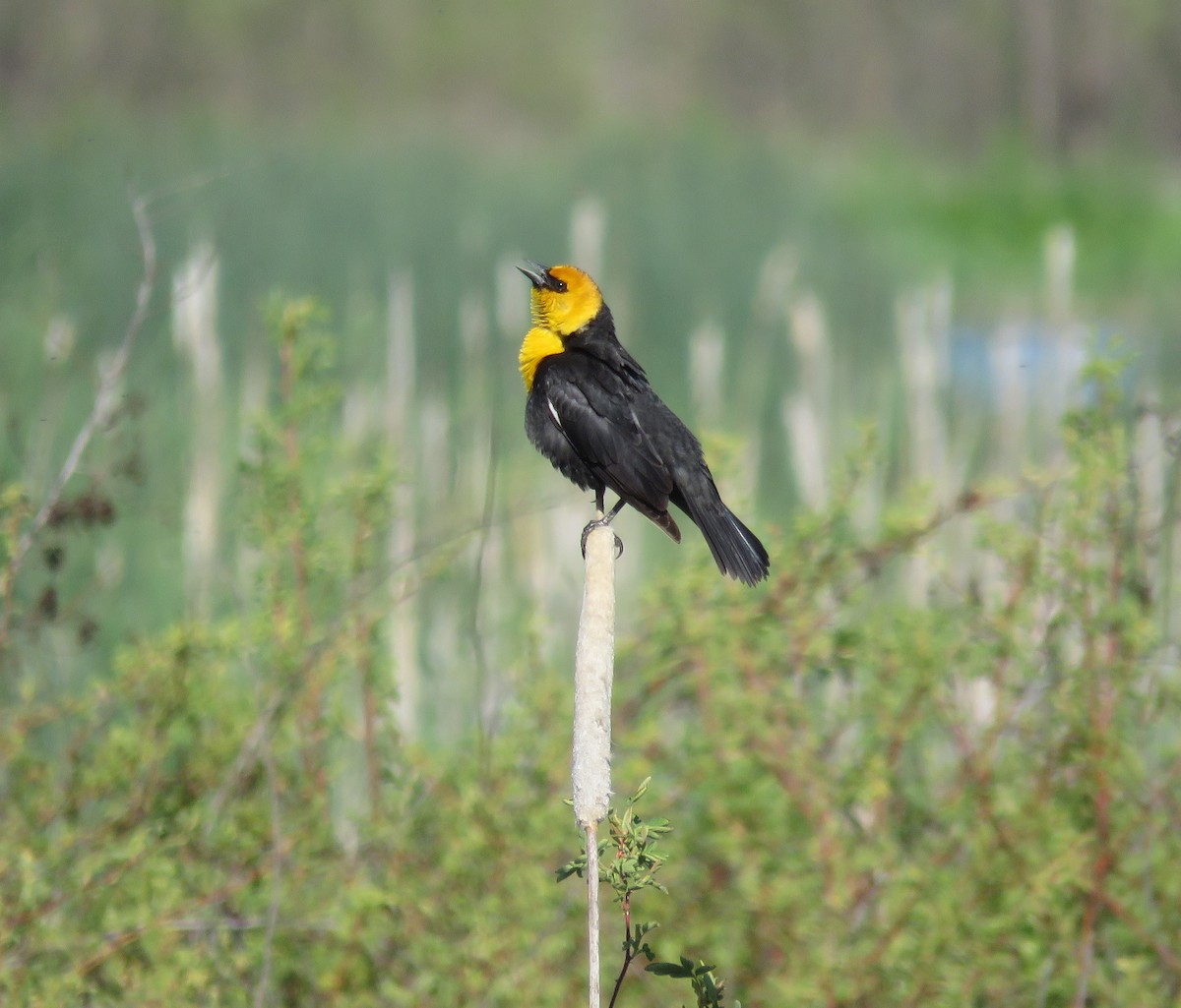 Yellow-headed Blackbird - ML449528411