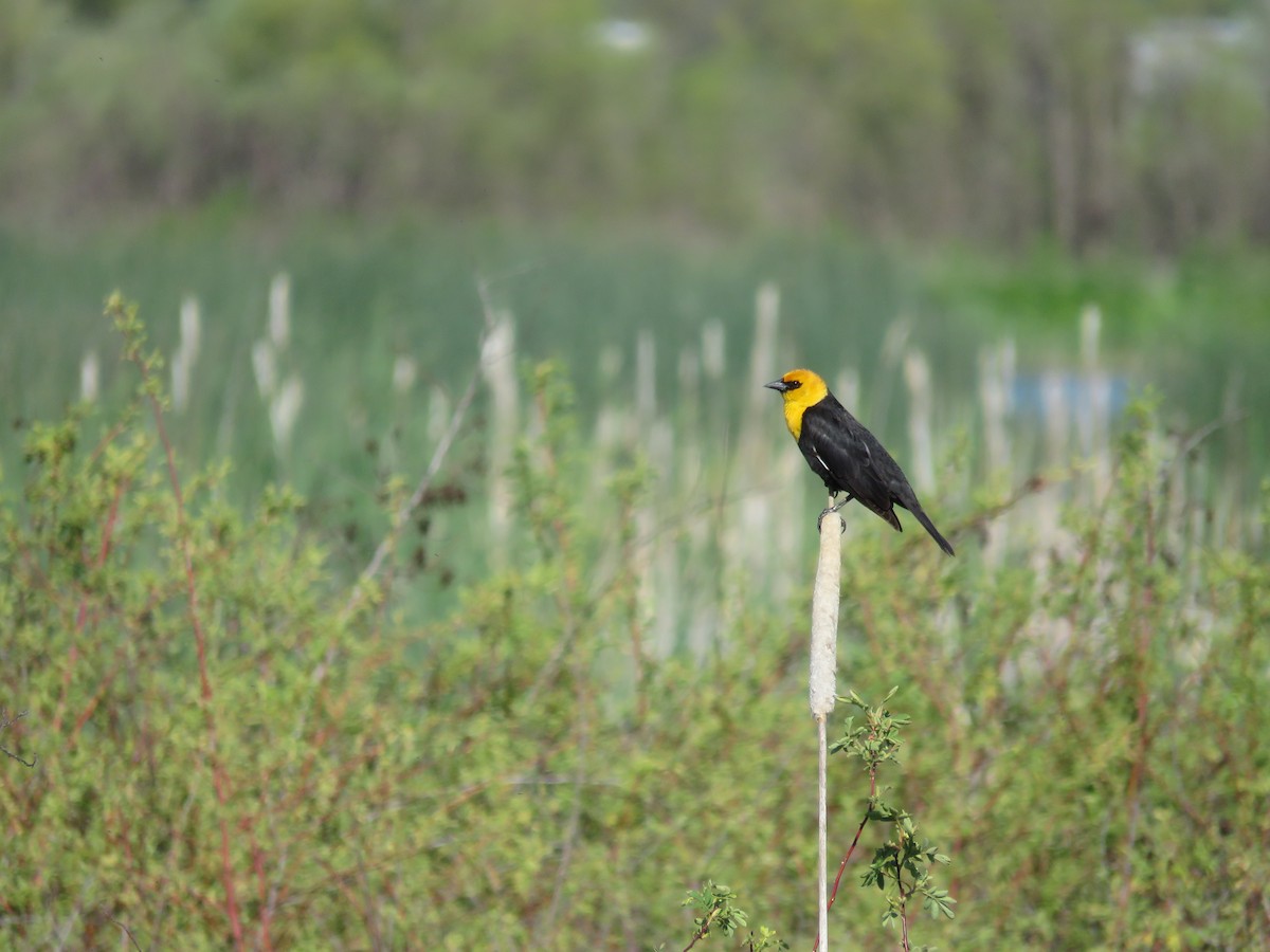 Yellow-headed Blackbird - ML449528741