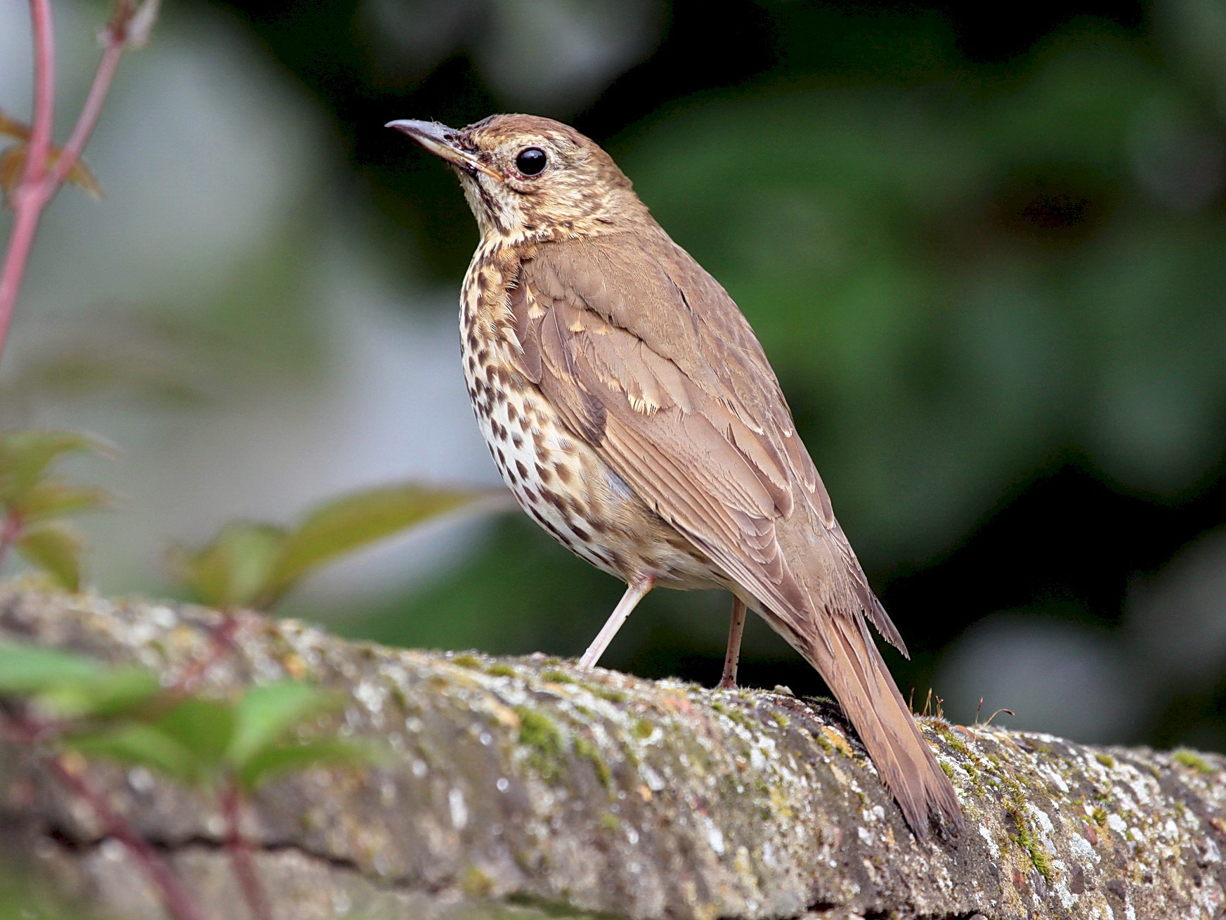 Song Thrush - Helen Baines