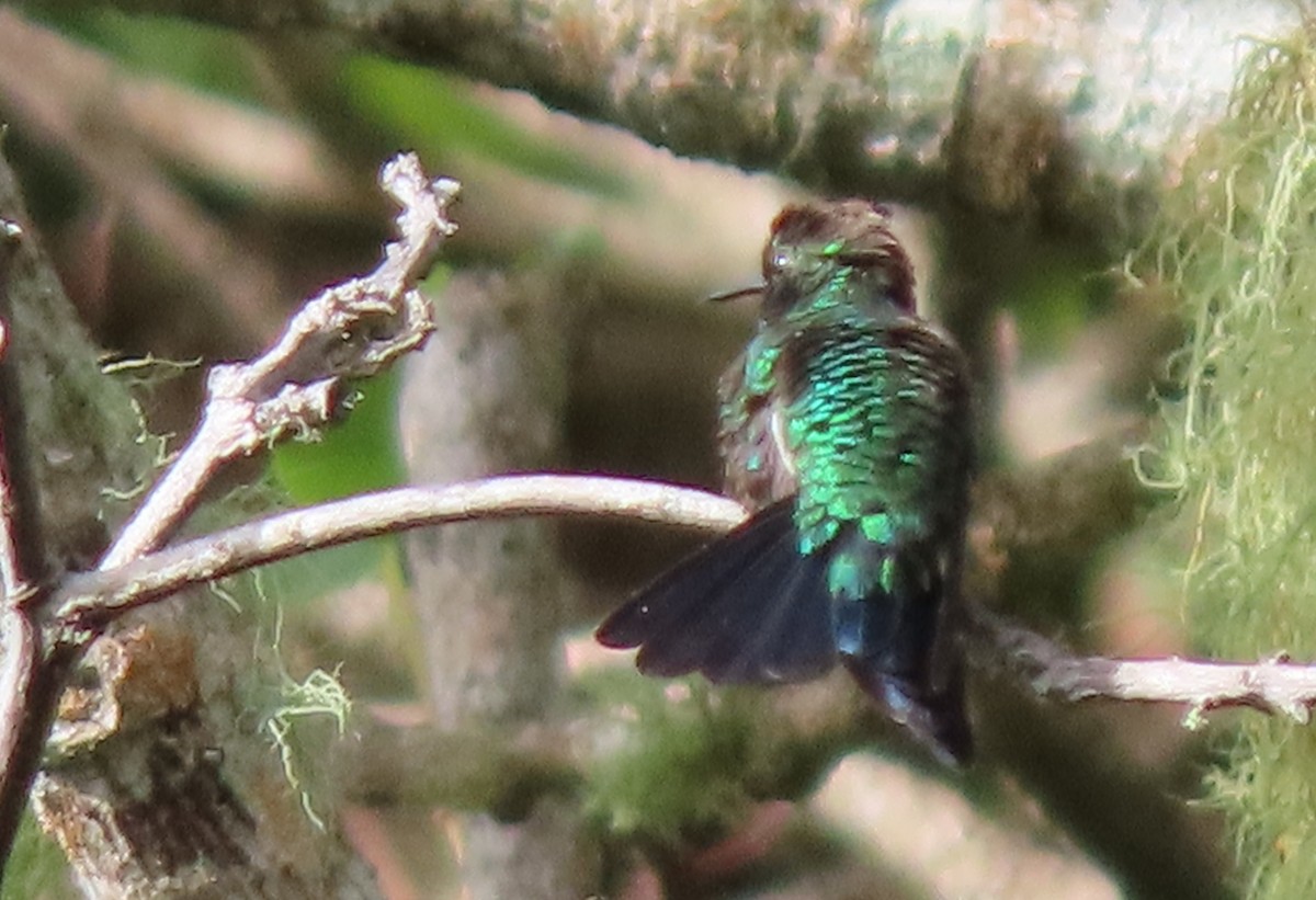 Black-bellied Hummingbird - ML449530381