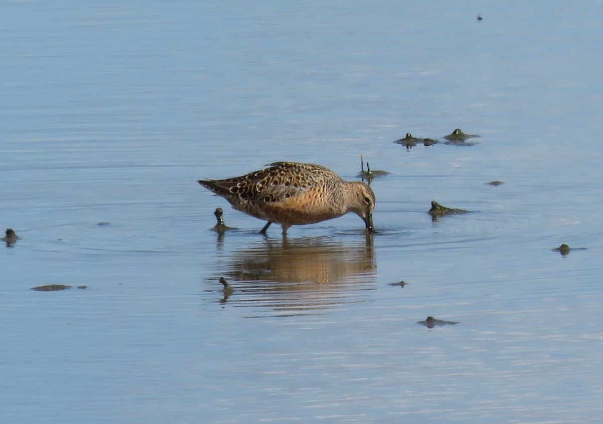 Long-billed Dowitcher - ML449531911