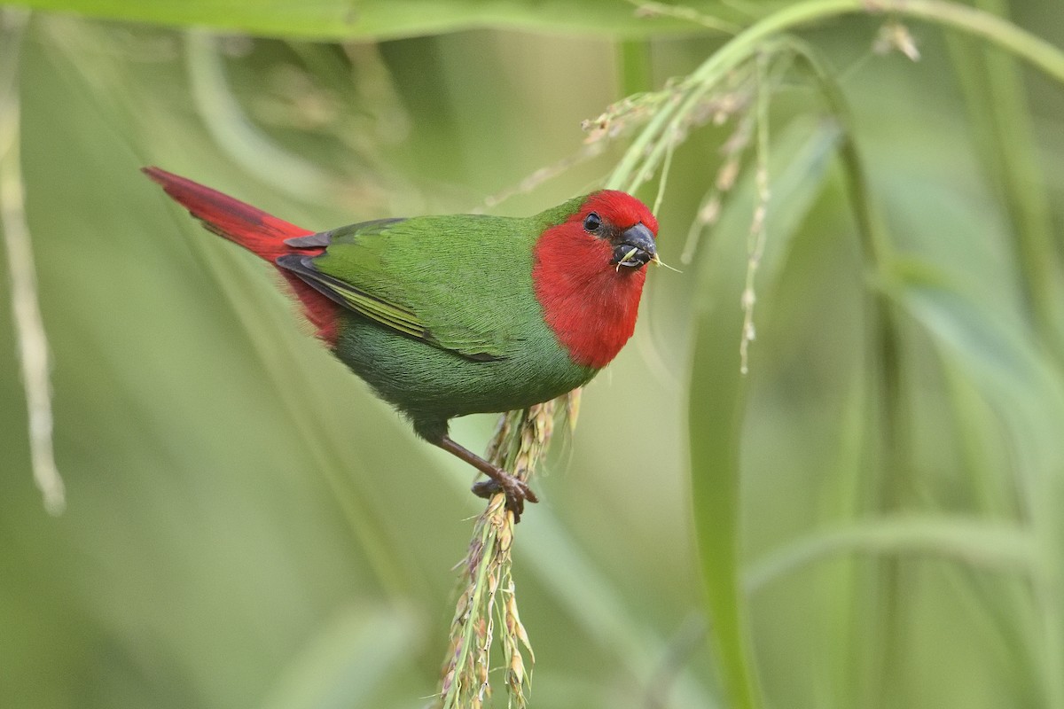 Red-throated Parrotfinch - ML449532061