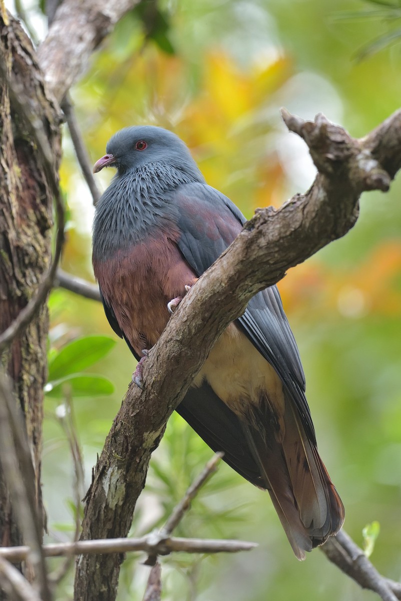 New Caledonian Imperial-Pigeon - ML449535161