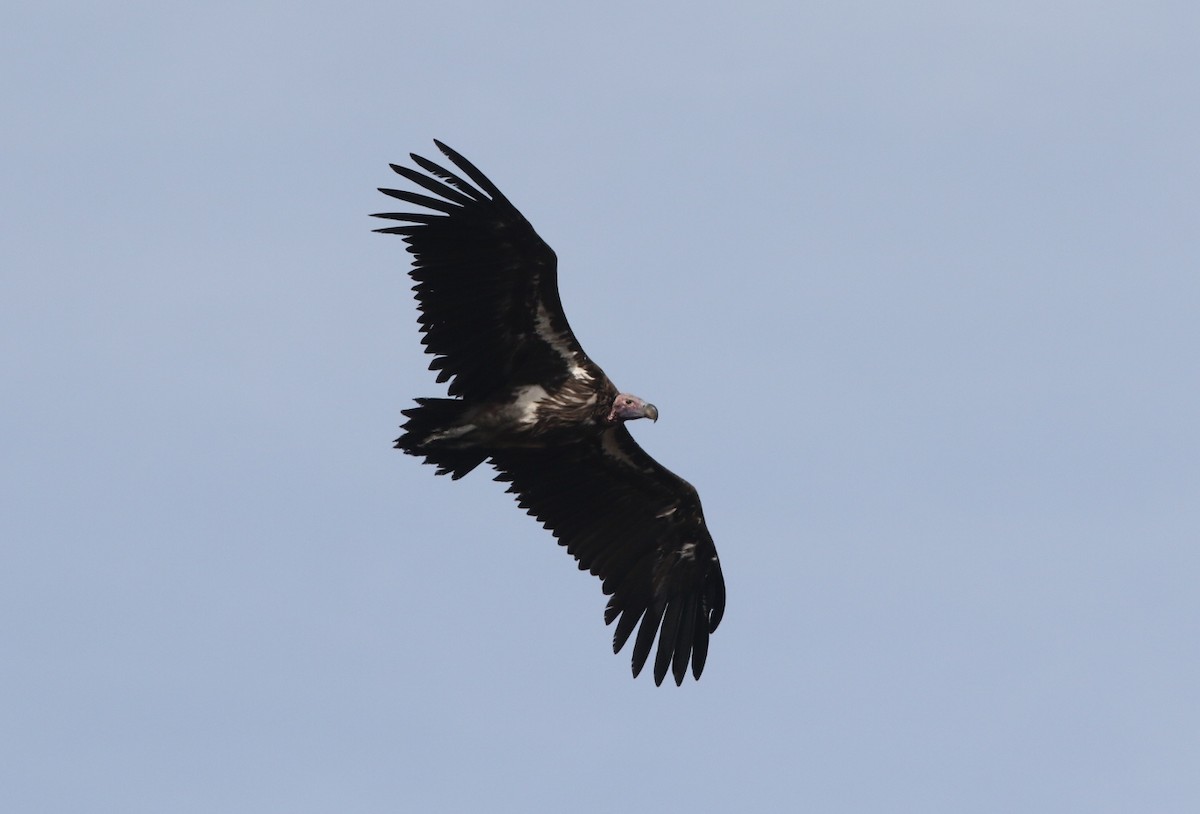 Lappet-faced Vulture - ML449536341
