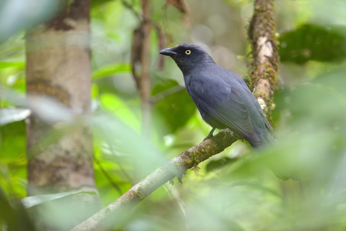 South Melanesian Cuckooshrike - Paul Maury