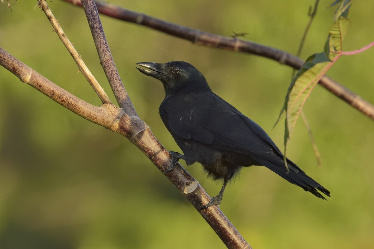 New Caledonian Crow - Paul Maury
