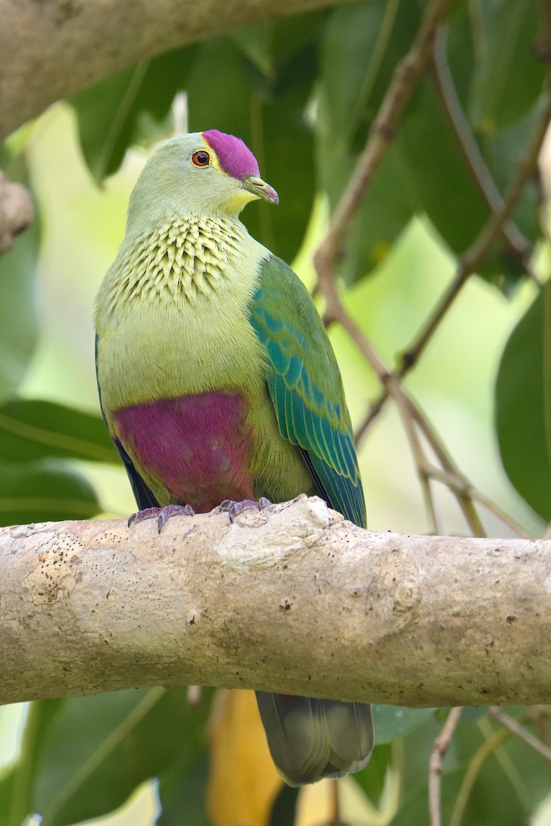 Red-bellied Fruit-Dove - ML449539361