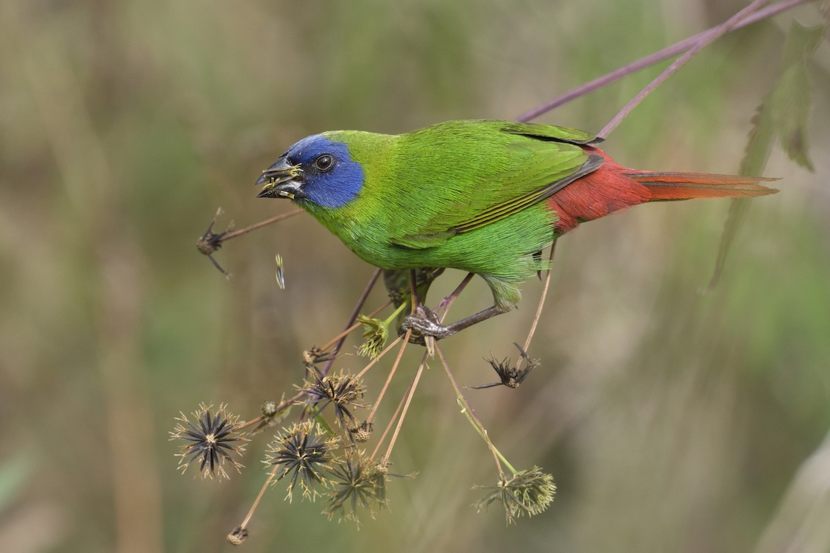 Blue-faced Parrotfinch - ML449539481